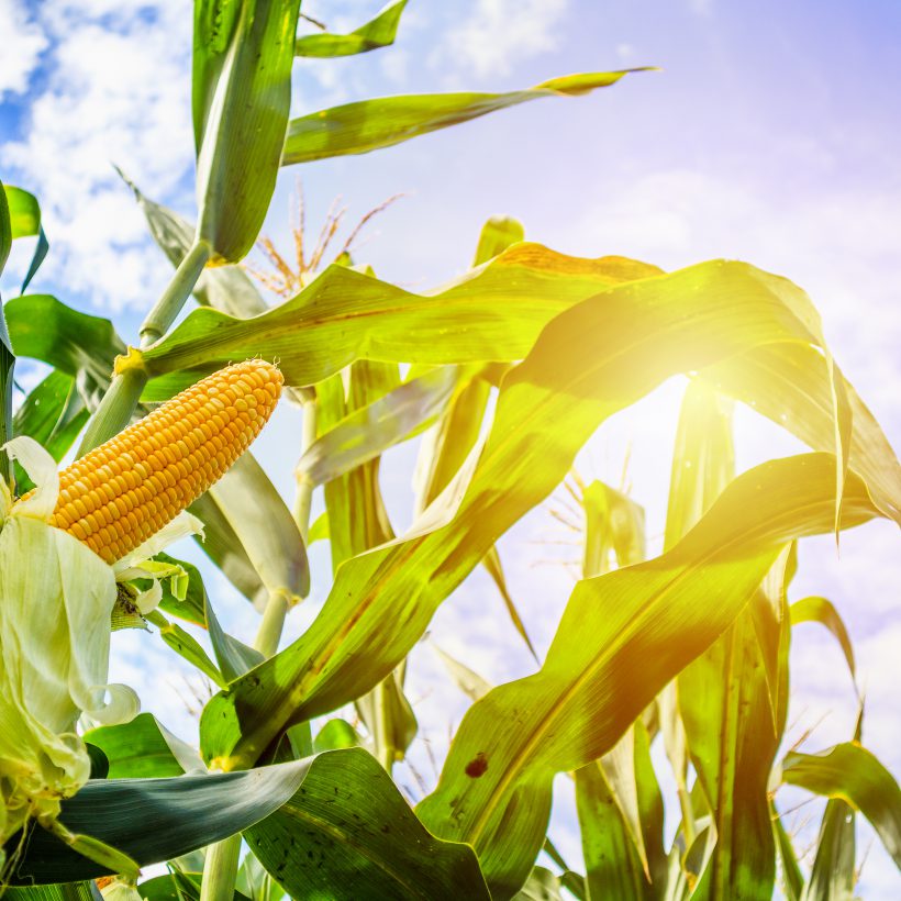 Estados Unidos: un informe clave pronostica una recuperación hídrica en el cinturón de maíz y el Mercado de Chicago reacciona