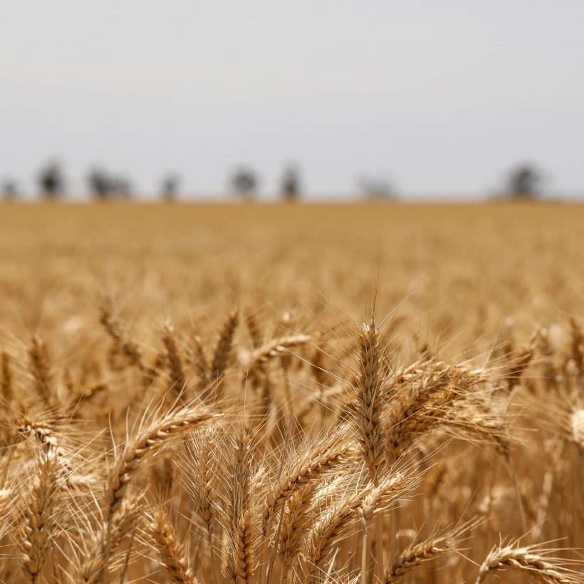 Cosecha de Trigo: Un Giro Positivo Impulsado por Factores Inesperados