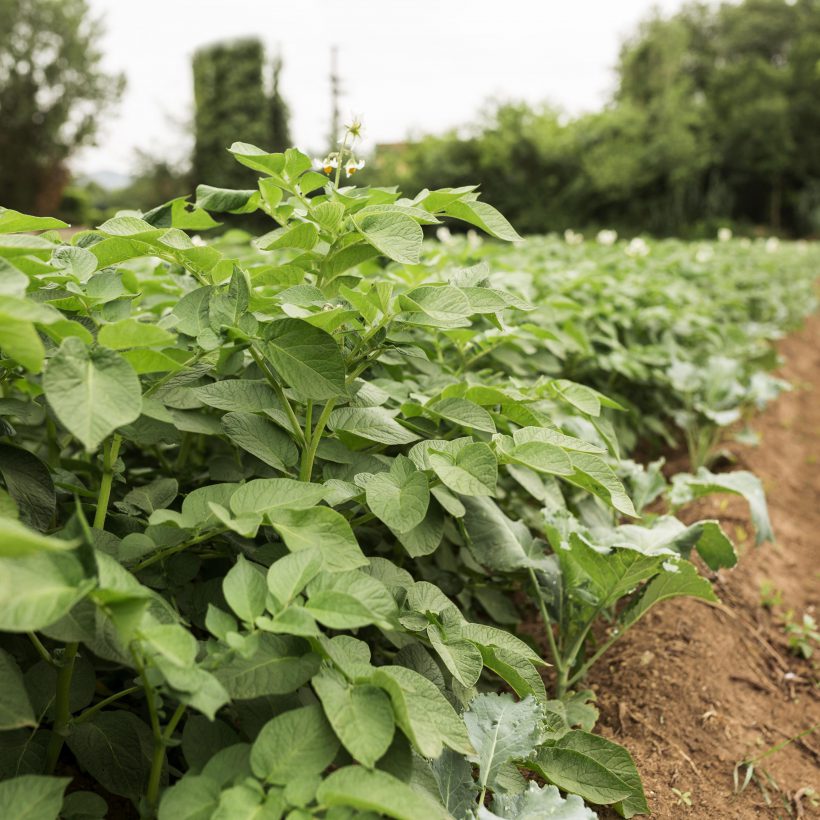 Soja: la producción crecerá cinco veces respecto de 2023, pero debe llover la próxima semana