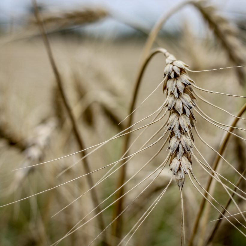 Trigo y cebada: el programa sostenible que aumenta el rendimiento en un promedio de 140 kilos por hectárea