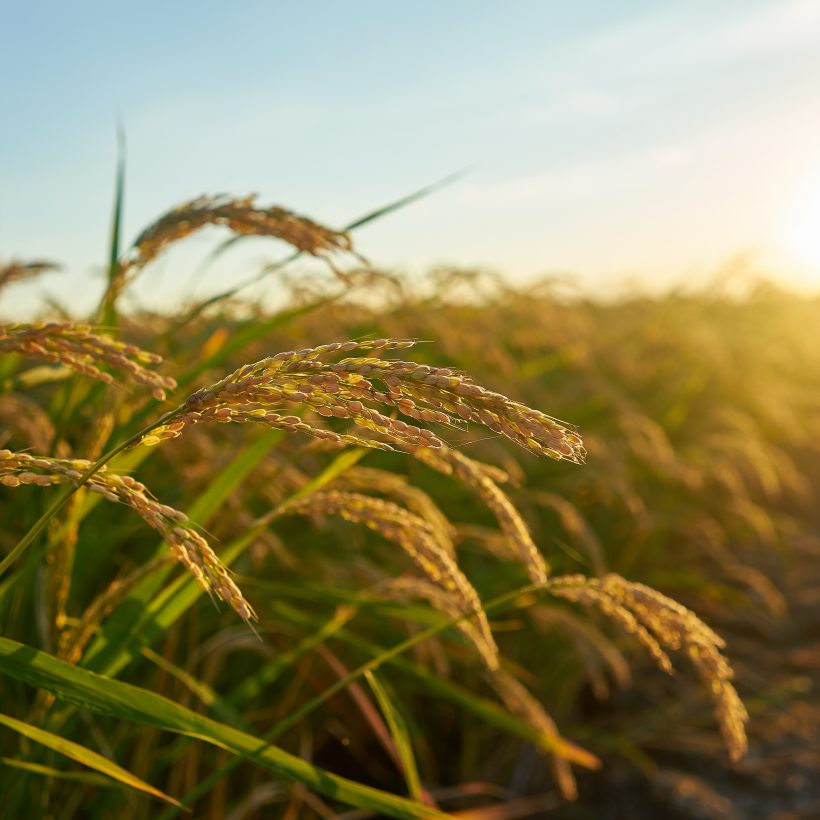 ¿Un súper trigo? Científicos chinos identifican mecanismos para aumentar la longitud y el peso del cereal