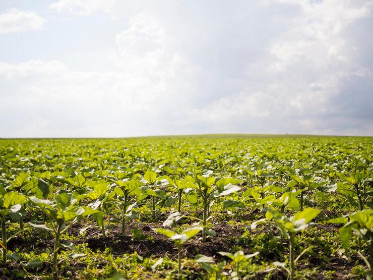 Qué empresa cosechó el primer lote de soja y de qué variedad es