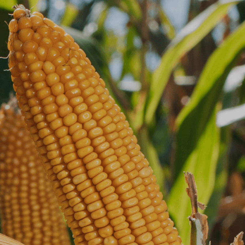 Crecimiento de Exportaciones de Maíz en Octubre