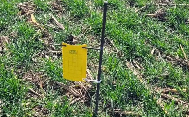 Monitoreo de Chicharrita: Situación y Recomendaciones