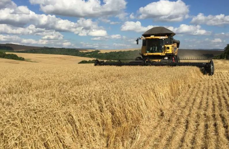 Cosecha de Trigo: Progreso y Expectativas en la Zona Núcleo