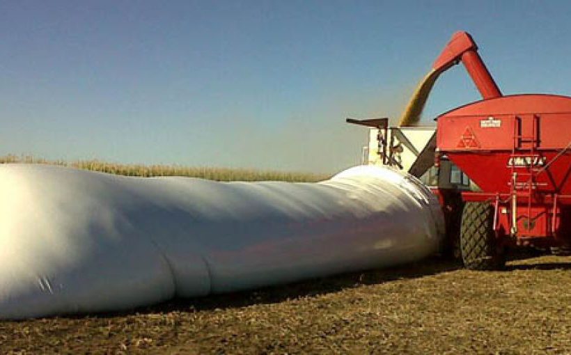 Mercados en alza: granos con impulso positivo